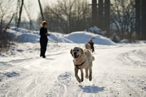 michałkowo dogoterapia kulig