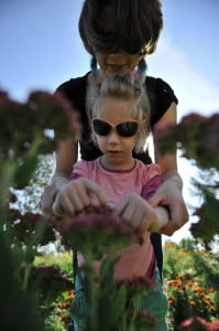 kwiaty, przyroda, kępa, 