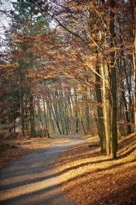 dróżka  złota polska jesień, park, liście,