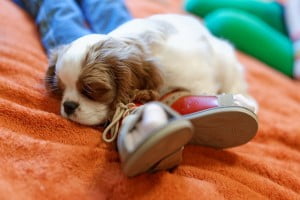 na nóżkach julkaimy, cavalier, pies, szczeniak, kings charles spaniel