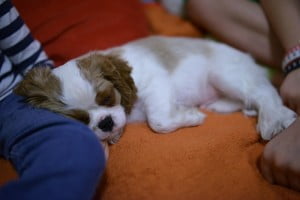 przy nóżce julkaimy, cavalier, pies, szczeniak, kings charles spaniel