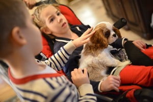 w wózeczku julkaimy, cavalier, pies, szczeniak, kings charles spaniel