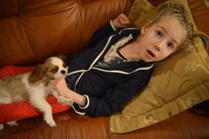 z Julcią julkaimy, cavalier, pies, szczeniak, kings charles spaniel