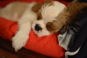 słodko... julkaimy, cavalier, pies, szczeniak, kings charles spaniel