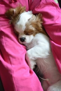 :) julkaimy, cavalier, pies, szczeniak, kings charles spaniel