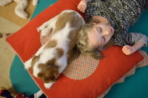 :) julkaimy, cavalier, pies, szczeniak, kings charles spaniel