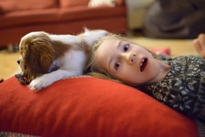 przy główce julkaimy, cavalier, pies, szczeniak, kings charles spaniel