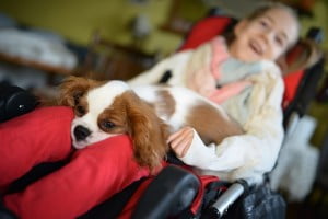 :) julkaimy, cavalier, pies, szczeniak, kings charles spaniel