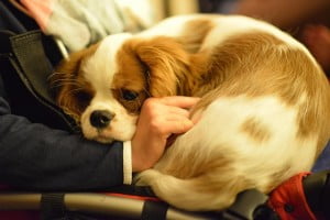 :) julkaimy, cavalier, pies, szczeniak, kings charles spaniel