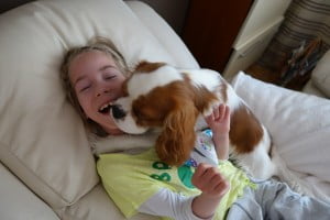 julkaimy, cavalier, kings charles spaniel, 