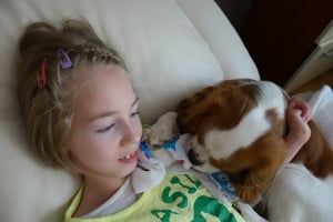 julkaimy, cavalier, kings charles spaniel, 