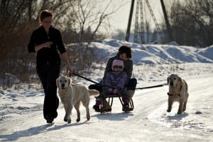 Michalkowo_Saneczki  kynoterapia,dogoterapia, michałkowo, Małgosia Drożdż